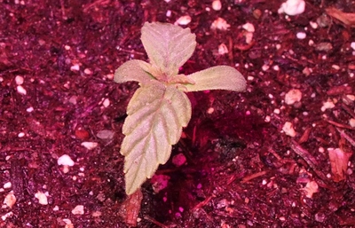 Growreport Bild 21