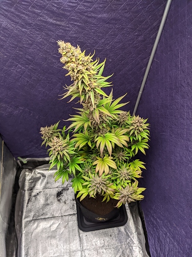 Growreport Bild 40
