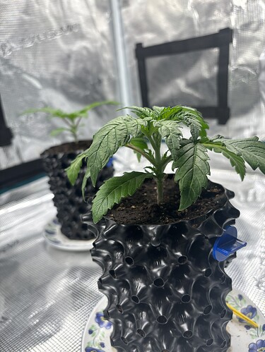 Growreport Bild 134