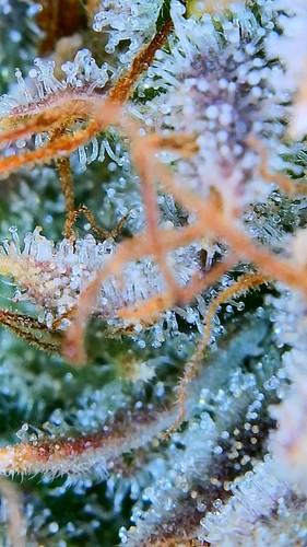 Growreport Bild 24