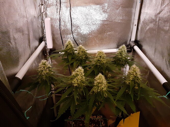 Growreport Bild 157