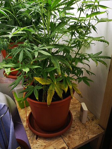 Growreport Bild 1