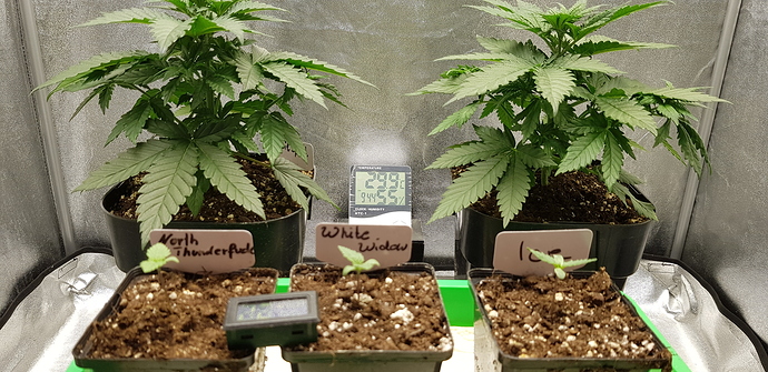 Growreport Bild 1