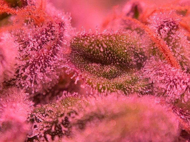 Growreport Bild 5