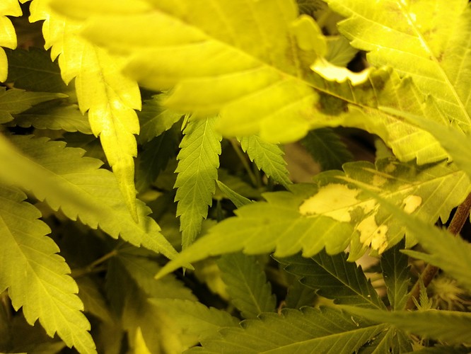 Growreport Bild 8