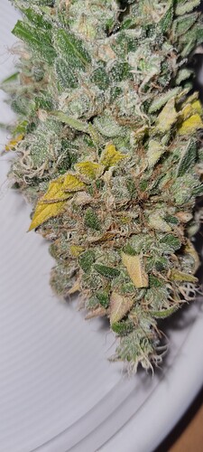Growreport Bild 7