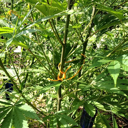 Growreport Bild 24