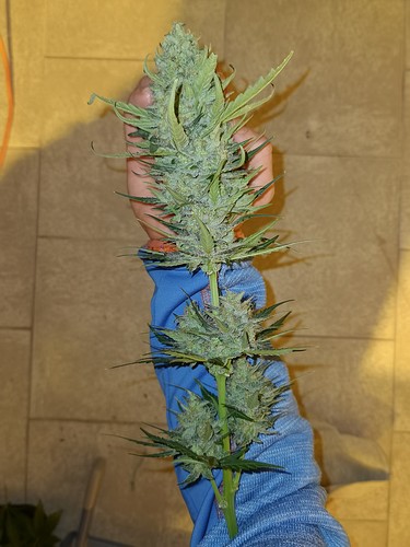 Growreport Bild 18