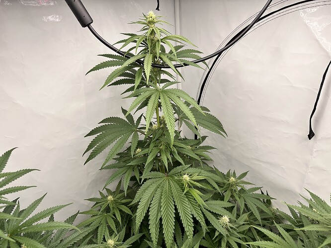 Growreport Bild 5