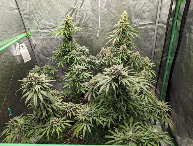 Growreport Bild 2