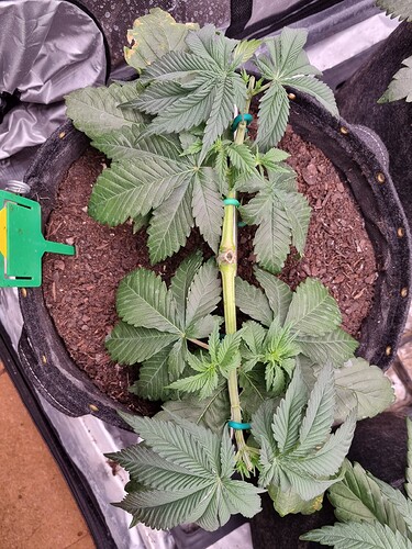 Growreport Bild 14