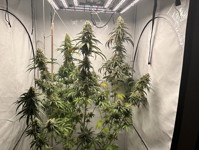 Growreport Bild 31