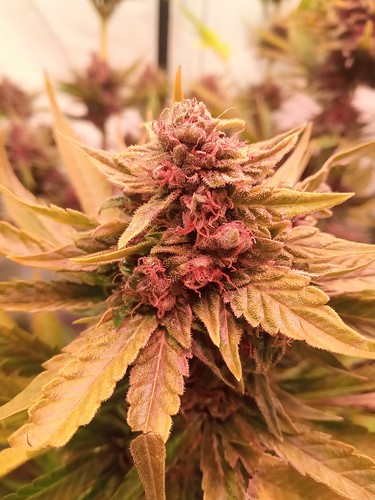 Growreport Bild 25