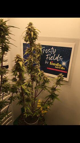Growreport Bild 5