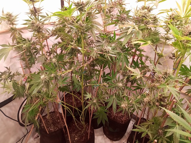 Growreport Bild 31