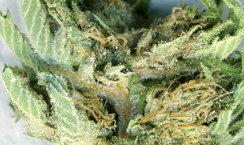 Growreport Bild 6