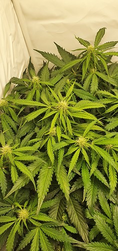 Growreport Bild 6