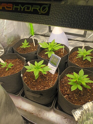 Growreport Bild 1