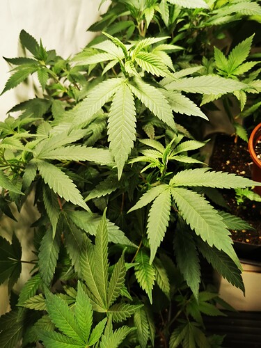 Growreport Bild 6