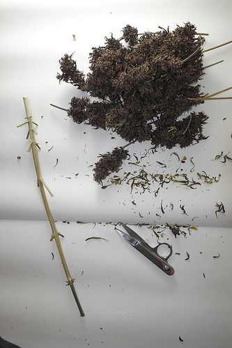 Growreport Bild 5