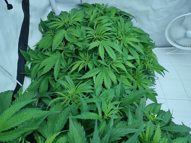 Growreport Bild 41