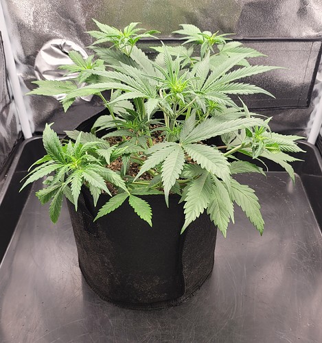 Growreport Bild 3