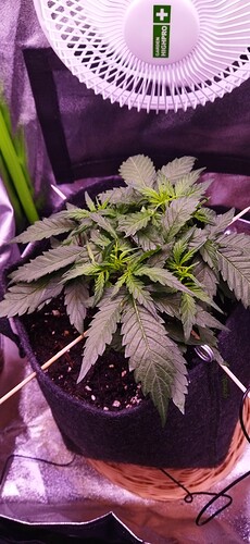 Growreport Bild 52