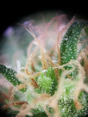 Trichom 02