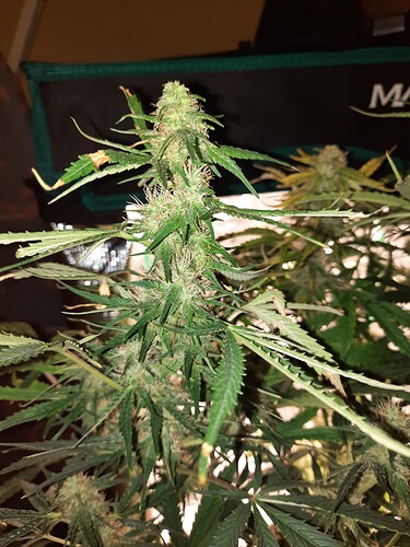 Growreport Bild 22