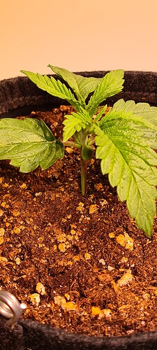 Growreport Bild 4