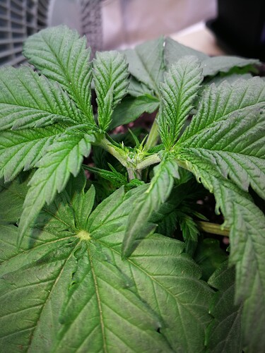 Growreport Bild 13