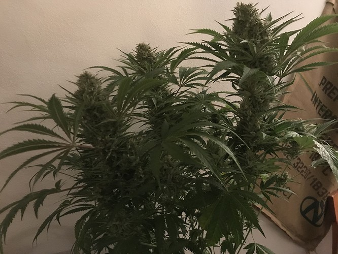 Growreport Bild 37