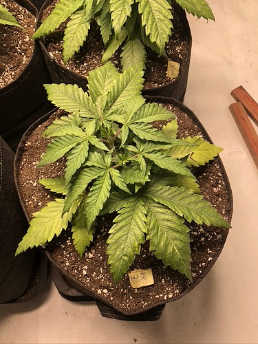 Growreport Bild 2