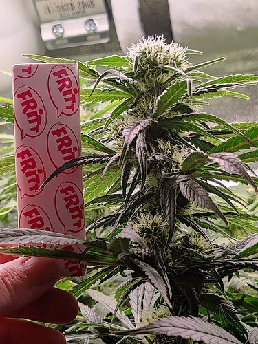 Growreport Bild 6
