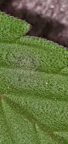 Growreport Bild 26