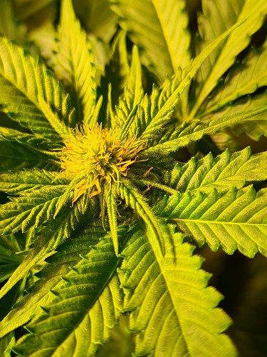 Nahaufnahme einer Cannabis-Pflanze im Blütestadium mit sichtbaren Blütenkelchen und Trichomen.