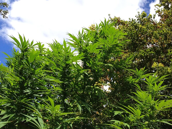 Growreport Bild 22