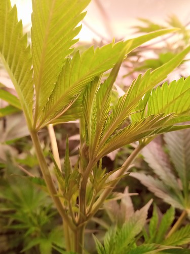 Growreport Bild 4