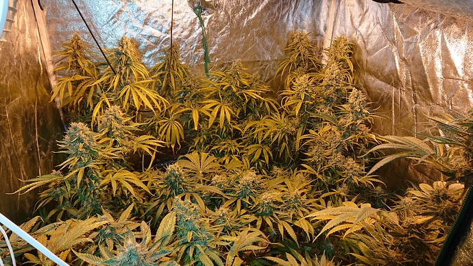 Growreport Bild 4