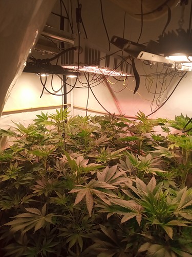 Growreport Bild 2
