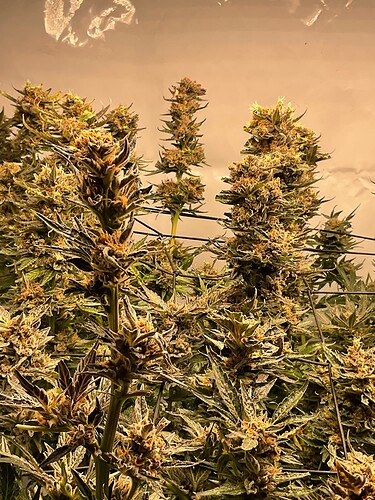 Growreport Bild 1