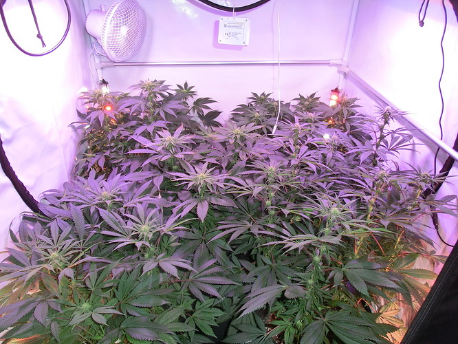 Growreport Bild 1