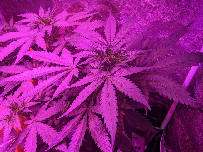Growreport Bild 1
