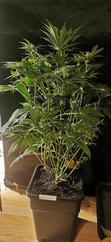 Growreport Bild 34