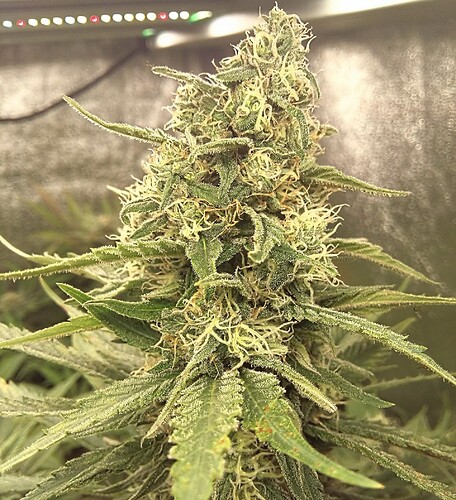 20230910_195138~3 (1)