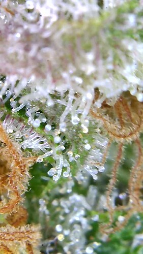 Growreport Bild 34