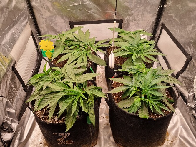 Growreport Bild 28