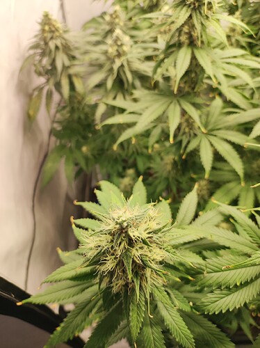 Growreport Bild 8