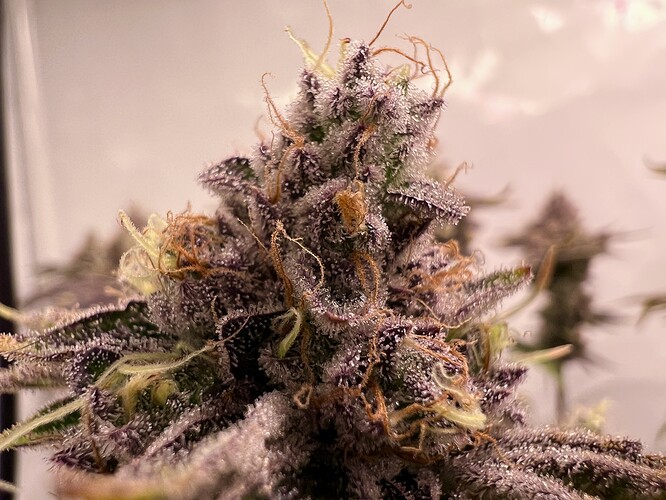 Growreport Bild 22