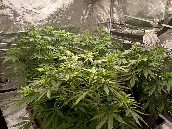 Growreport Bild 7